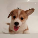 @casper_cookie_corgi - Instagram