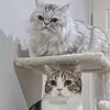 caspercookkies - @caspercookkies - TikTok