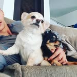 Cookie , Casper & now Chickpea - @cookie_casper_chicpea - Instagram