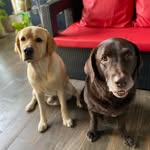 Suchita Poojary - @copper_casper_cookie_labboys - Instagram