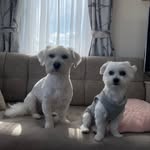 🐾 C A S P E R  & C O O P E R 🐾 - @casper_en_cooper - Instagram