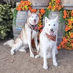 CASPER & COOPER - @casper_and_cooper_ - Instagram