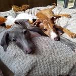 🐕Casper & Cooper🐕 - @casper_and_cooper - Instagram