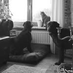 Casper & Cooper - @casper_cooper_c_squad - Instagram