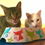 Casper And Cooper - @caspermorningstar_cooper - Instagram