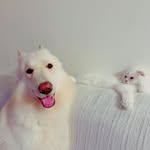 Casper And Cooper! - @casper.and.cooper - Instagram