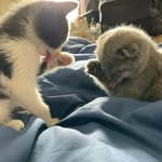 Casper and Cooper - @cooper00casper - Instagram