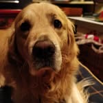Casper Cooper - @caspercooper_thedog - Instagram