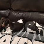 Casper&Cooper - @casandcoop - Instagram