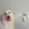 Casper.cooper - @casperandcooper - TikTok