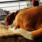 Chicky, Casper &amp; Cooper - Facebook