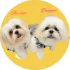 Cooper and Casper , Chester 🐾 - @cooperandcasperchester - TikTok