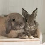 Cooper Casper the Bunny Bro. - @coopercasper_bun - Instagram