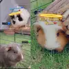 ✨just 3 little piggies✨ - @casper_cooper_and_tyson - TikTok