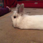 Casper Dixon - @casper_the_rabrab - Instagram