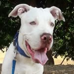 Casper Dunn Richardson - @casper_pitbull507 - Instagram