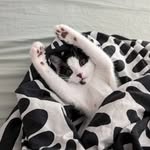 Casper Westall-Evans - @caspthefriendlykitty - Instagram