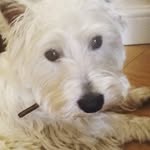 Eadie Evans - @bertie_casper_evans1 - Instagram