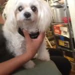 casper flores🐶🐾 - @casperflores15 - Instagram