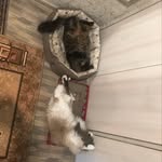 @casp.erfox - Instagram