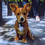 CASPER🐶 - @casperfox_dog - Instagram