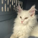 Casper Fox - @casperthekitty.123 - Instagram