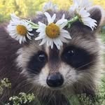 Casper Fox - @capers.fox - Instagram