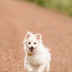 Casper the Fox faced Pom - Facebook
