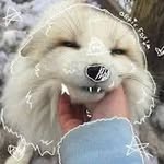 Casper.Fox - @casper201123 - Instagram