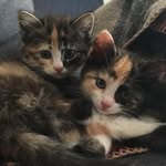 Capser. Franklin. Daisy. - @casper_franklin_and_daisy - Instagram