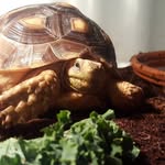 Casper & Franklin - @shell.tingz05 - Instagram
