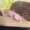 Franklin,Casper, and nemo - @franklincasperandnemo - TikTok