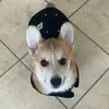 Casper Garcia - @casperthecorgi24 - TikTok