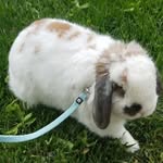Casper.George1205 - @casper_george_the_lop - Instagram