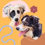 Casper & Ghost 🐾 - @casperandthefriendlyghost - Instagram