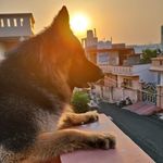 Casper-The Gherman Shepherd - @casper_ghostlygsd - Instagram