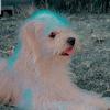 Casper G.🐕 - @casperguzman8 - TikTok