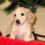 CASPER - @casper_the_hallowiener - Instagram