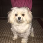 Casper Hall - @casper_the_dog101 - Instagram