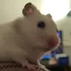casper - @casperhamturd - TikTok