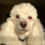 Casper Henry - @mr.casperhenry - Instagram