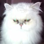Casper Henry Burns - @casper_the_friendly_cat_ - Instagram