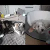 Hudson & Casper - @hudson.casper - TikTok