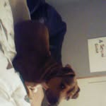 Casper James - @casper.james.the.dog - Instagram