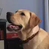 Casper James - @casper_the_pup626 - TikTok