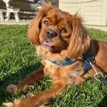 Casper Jay - @casper_the_cav - Instagram