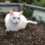 Casper Kemp - @_casper_thefriendlycat - Instagram