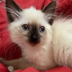 Casper Khan - @manothecat_23 - Instagram