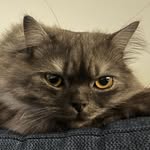 Casper Khan🐾 - @mrr.casperr - Instagram