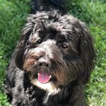 Casper Kim - @casperpoosnickers - Instagram